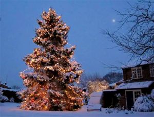 Twee mooie kerstbomen voor Zaltbommel gezocht