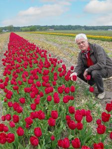 Tulp De mantel van Sint Maarten