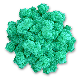 Norovirus